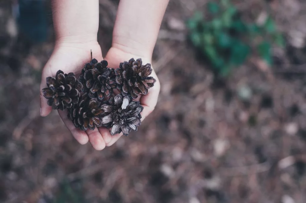young child in play with pine cones