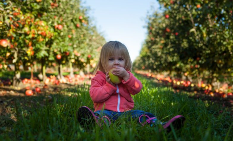 What Should Your Toddler Eat In A Day?